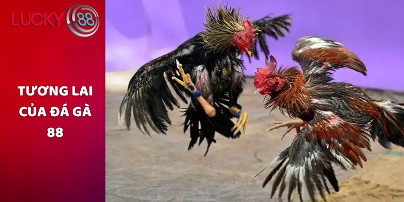 Tương lai của đá gà 88